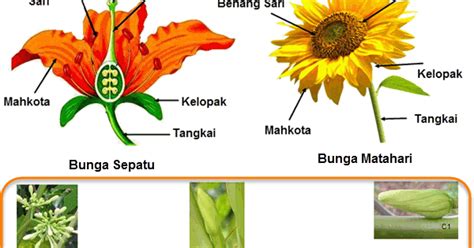 Hampir seluruh bagian tubuhnya berkhasiat obat. Struktur Bunga Matahari Dan Fungsinya - Berbagi Struktur