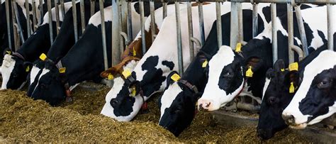 Scientists Have Created Genetically Modified Cows That Are Resistant To