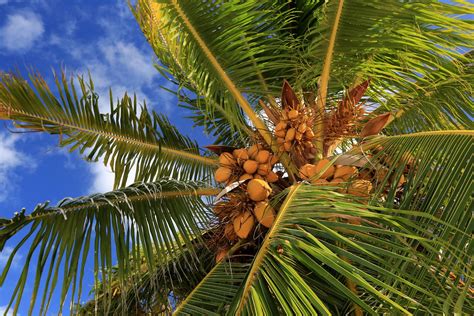 Coconut Palm Tree Scientific Name Uses Cultivation And Facts