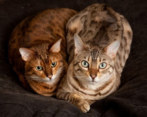 Können Bengalkatzen Mit Anderen Katzen Zusammenleben Alles Zu Wissen Haustiere Welt