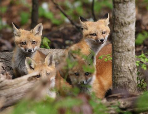 Foxes In The Forest Leslie Abram Photography