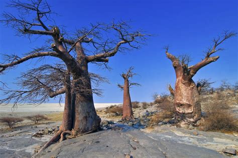 Uncovering The Rich History Of Botswana A Tour Of Botswanas Landmarks