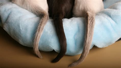 Revealed Why Do Cats Wag Their Tails Purina