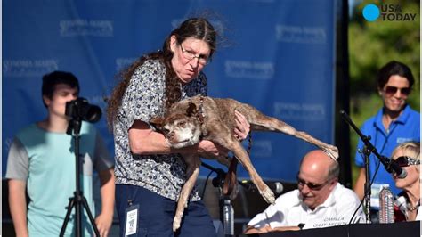 Deformed Mutt Is Crowned Worlds Ugliest Dog