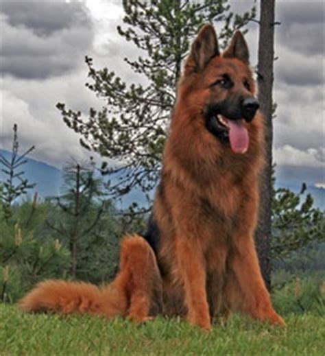 Long haired german shepherd dogs have gorgeous coats that do need some attention. red dual long hair german shepherd tog | Izzy and Carl ...