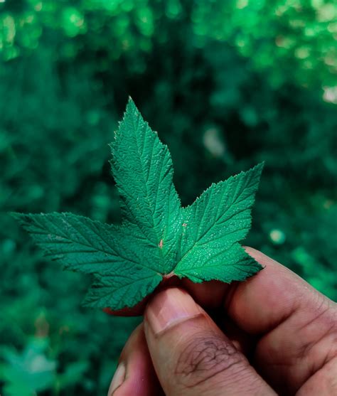 Small Green Maple Leaf On Hand Pixahive