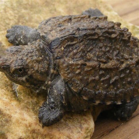 Baby Alligator Snapping Turtle For Sale Online