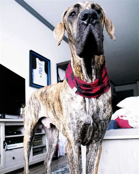 Great Dane Puppies Nc Hoobly