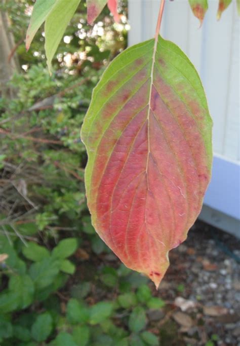 Pink dogwood flowers, flower, flowers, purple, herbaceous plant png. Pacific Dogwood, Cornus nuttallii | Native Plants PNW