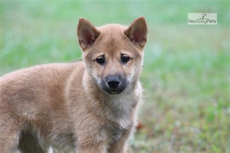 Shiba inu anxiety and mental health issues. Little Jack: Shiba Inu puppy for sale near Charlotte ...