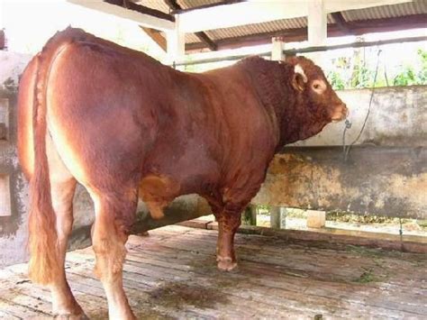 KUMPULAN FOTO ANEKA JENIS SAPI Ciri Dan Jenis Sapi Tips Cara Perawatan