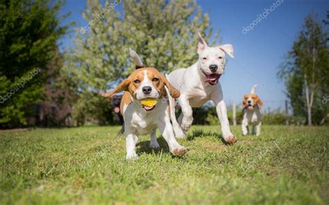 Group Of Dogs Running Over The Lawn — Stock Photo © Lunja87 106522798