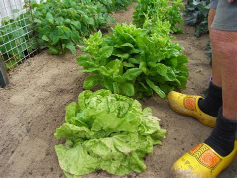 How do you clean lettuce from the garden. Garden of Life: Your lettuce bolting on you?
