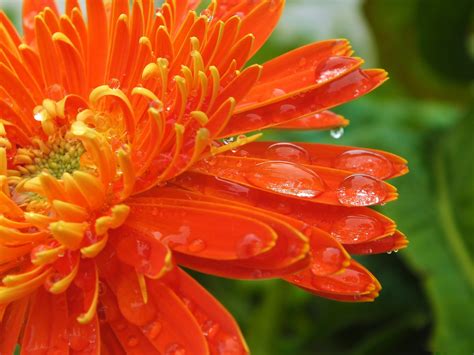 Orange Flowers Picture Beautiful Flower In Bloom Rain Drops All Over
