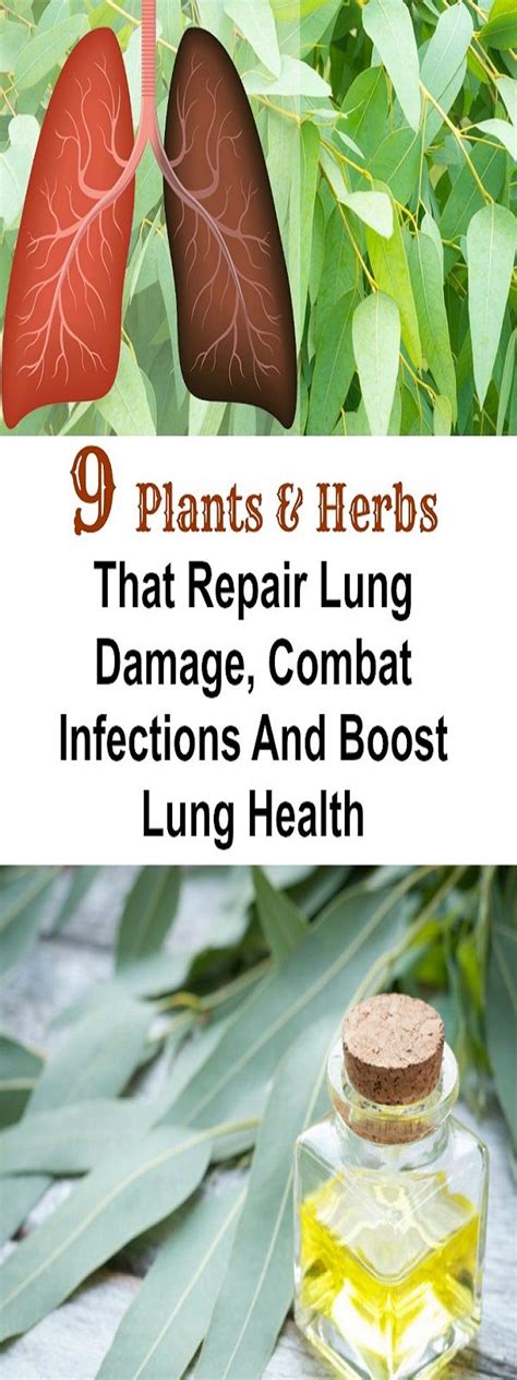 Herbal Remedies For Lung Infection