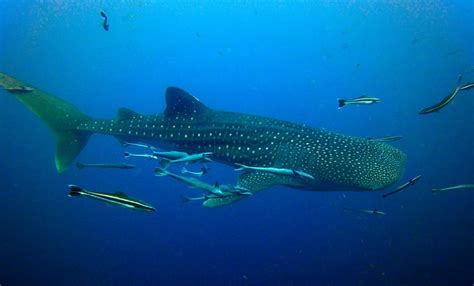 Whale Sharks And Diving