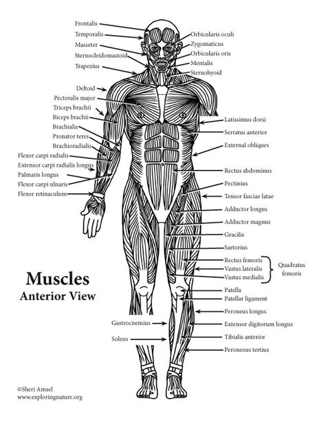 Muscles Labeled Front And Back Labeled Skeleton Front View Of Male Images And Photos Finder
