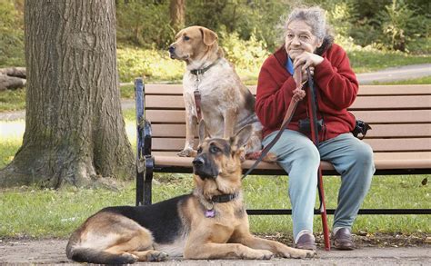 Golden Retrievers And Golden Years Senior Citizens And Pets