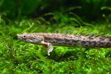 Menu 홈 비자 종류 안내 관광 비자 상용 비자 학생 비자 언론인 비자 취업 비자 회의 비자 경유 비자 취업(프로젝트) 비자 학생 (연구) 비자 종교 비자 학생(인턴십) 비자 촬영비자 의료 비자 동반. A 폴립테루스 안솔기 1마리 인터넷택배전용