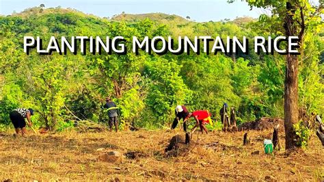 Nurturing Tradition Planting Mountain Rice And Embracing Life In The