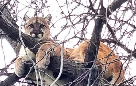 Cougar Sighting On 400 Block Of North Almon Street In Moscow Idaho