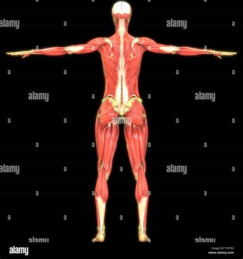 Il Corpo Umano I Muscoli Anatomia Foto Stock Alamy