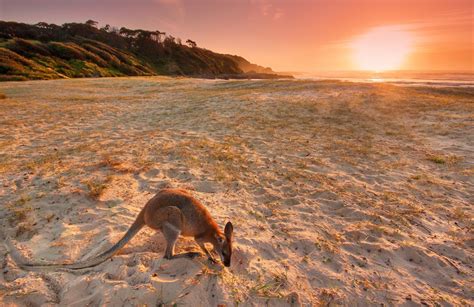 Animals Landscape Beach Sand Kangaroos Australia Wallpapers Hd