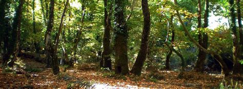 Vasiliki Forest Of Taygetus Landlife Travel