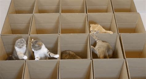 7 Things You Can Make With A Box That Your Cat Will Go Bonkers For