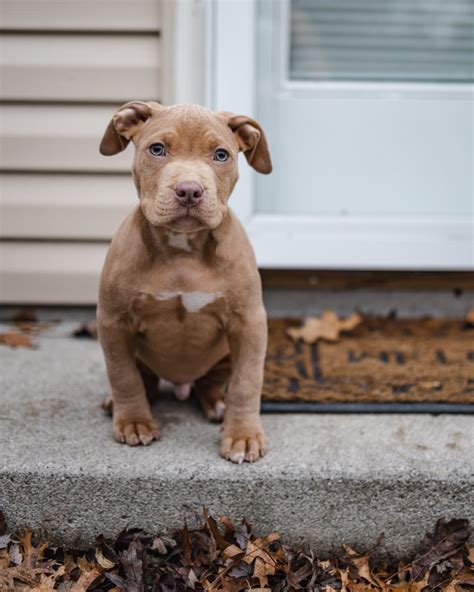Pitbull Puppies The Basics — Elite Veterinary Care