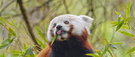 Download Wallpaper 2560x1080 Red Panda Tongue Animal Leaves Dual