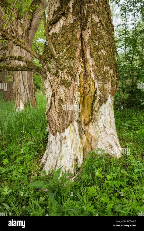 Poplar Tree Bark Hi Res Stock Photography And Images Alamy