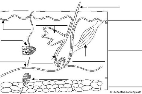 13 Best Images of Integumentary System Worksheets - Matching Anatomy