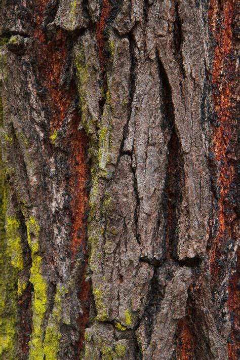 Close Up Redwood Bark Stock Photo Image Of Giant Spring 13855208