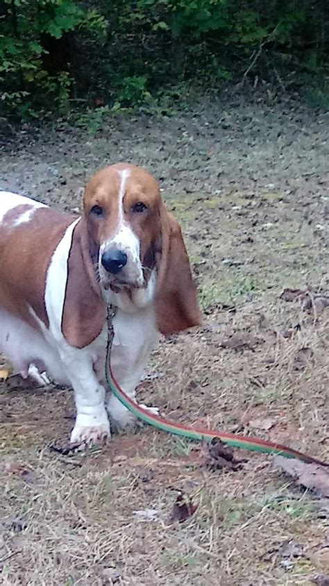 Basset hounds were highly valued for hunting purposes for those who were not wealthy, as their short legs made them ideal for hunting on foot. Basset Hound Puppies For Sale | Wilkesboro, NC #259545