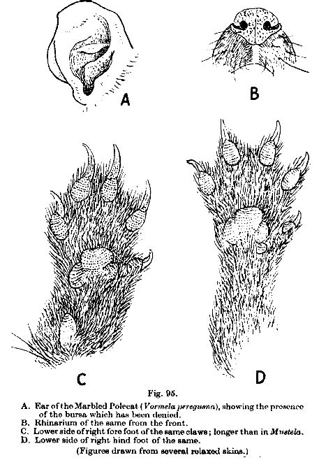 Filevormela Ear Nose And Pawspng Wikimedia Commons