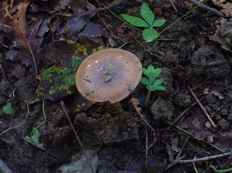 Amanita Rhacopus At Indiana Mushrooms