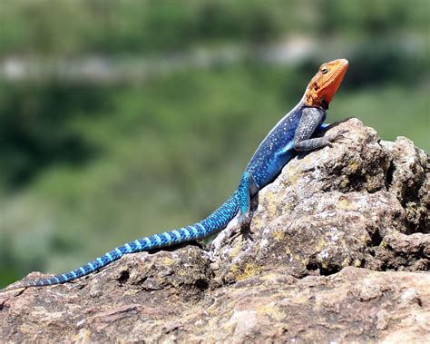 Red Headed Rock Agama Facts Diet Habitat And Pictures On Animaliabio