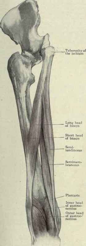 At the lower leg, peroneus longus muscle injuries (e.g., denervation) along with retromalleolar tendon instability/subluxation will be discussed. Muscles Of The Thigh