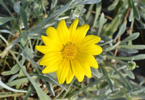 It is naturalised elsewhere and is widely cultivated as an ornamental plant. GAZANIA rigens,couvre-sol lumineux,fleur jaune-Pépinière ...
