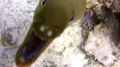 Moray Eel Attacks My Camera Repeatedly Youtube