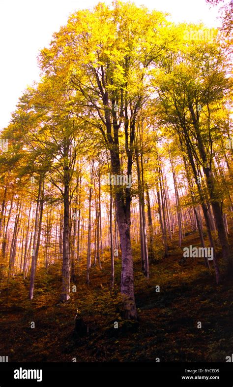 Autumn In Macedonia Greece Beech Trees Stock Photo Alamy