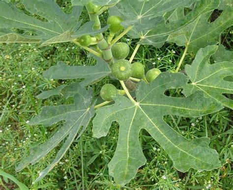 Turkey Fig Plant Leaves Fig Plants