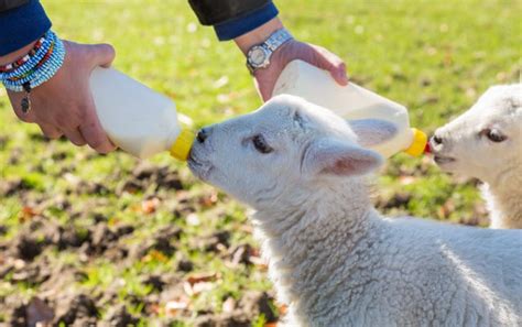 Bottle Lambs Success Guide Milk Replacer Feeding Schedule And Best Tools
