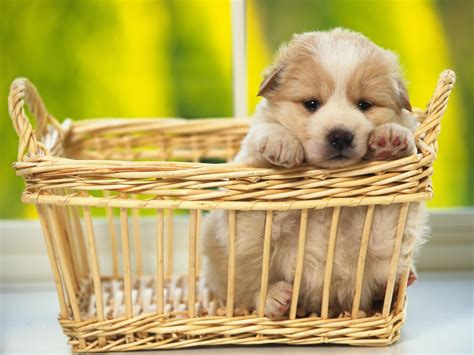 Adorable Puppy Wallpaper High Definition High Quality Widescreen