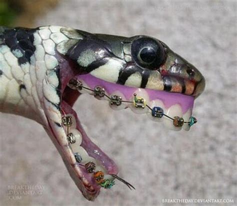 Snake Dentures Cavalos Engraçados Imagens Hilárias Memes Engraçados