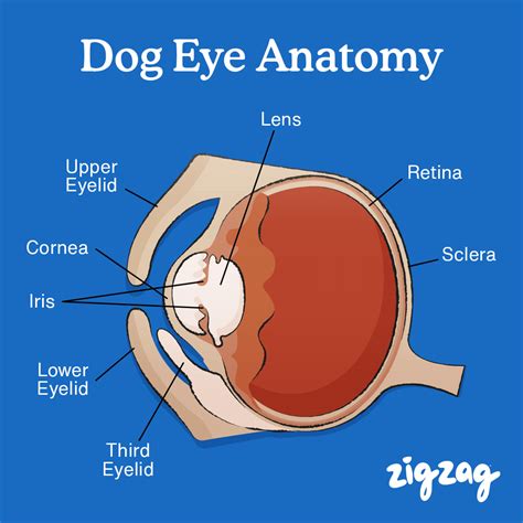 Dogs Eye Anatomy Everything You Need To Know About Them Zigzag