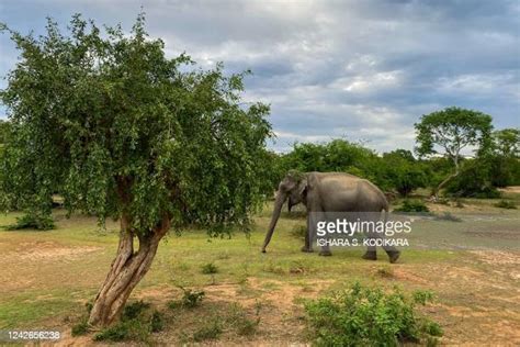 Lankan Elephant Photos And Premium High Res Pictures Getty Images