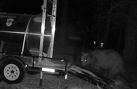 Yellowstone Records First Grizzly Bear Sighting Of 2021