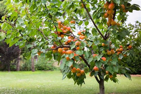 The Brittany Gold Apricot Tree Facts Growing Tips And More